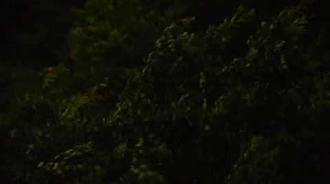 Tree at a thunderstorm at night Stock Footage 10843268