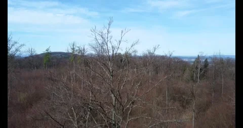 Tree from up till down, drone shot Stock Footage 274388640