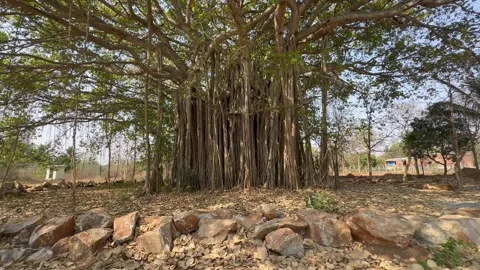 TREE TILT DOWN Stock Footage 270344646