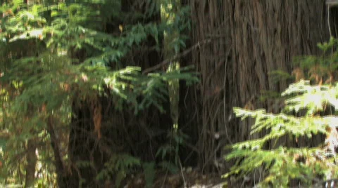 Tree Tilt Up Video stock 612417