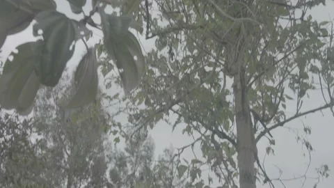 Tree Tilt Up Stock Footage 219512031