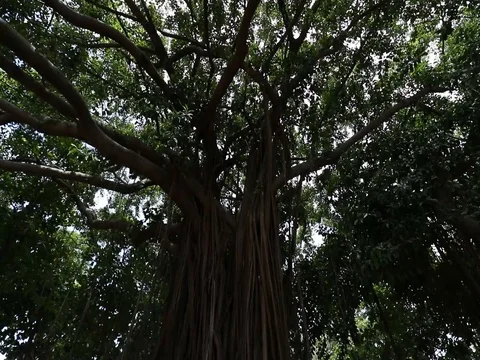 TREE TILT UP SUN SHINING DOWN 스톡 동영상 78244843