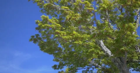 Tree Tilting Up, Tripod Stock Footage 68662305