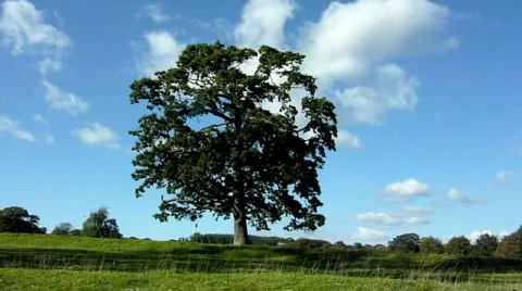 Tree with time lapse Stock Footage 536354