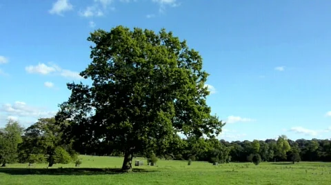 Tree with time lapse Stock Footage 536897