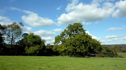 Tree with time lapse Stock Footage 536901