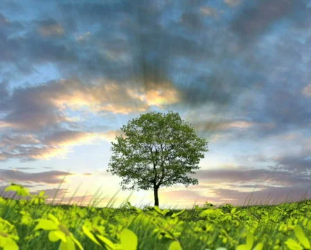 Tree Time Lapse Stock Footage 609033