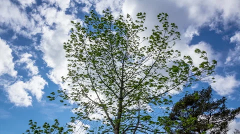 Tree Time Lapse Stock Footage 43225076