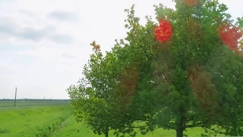 Tree time lapse Stock Footage 71640885