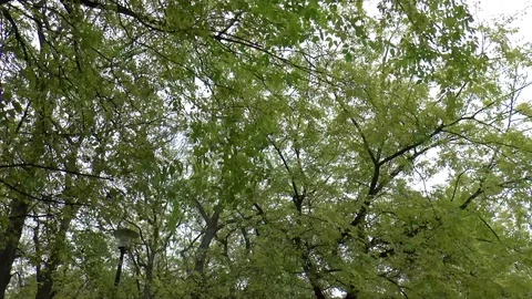 Tree Time Lapse Stock Footage 99838866