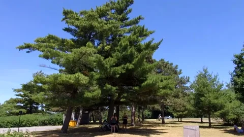 A tree in time lapse swaying 4K Stock Footage 134398608