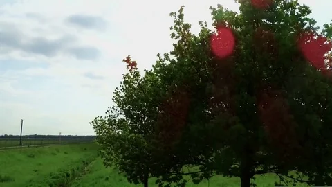 Tree Timelaps of a summer tree. Stock Footage 71640746