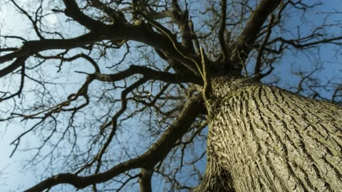 Up a Tree - Timelapse - 4K - 23.98 fps - England - UK Stock Footage 147493110
