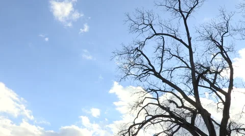 Tree with Timelapse Clouds in Background Stock Footage 47718185