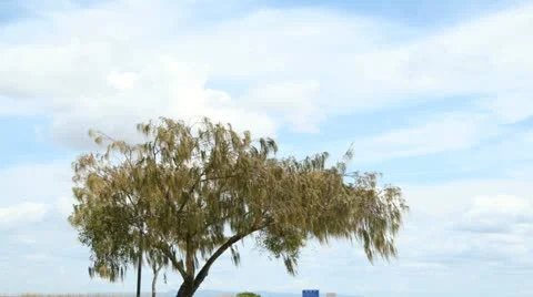 Tree Timelapse Stock Footage 12106645