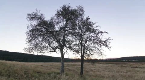 Tree timelapse Video stock 34306662