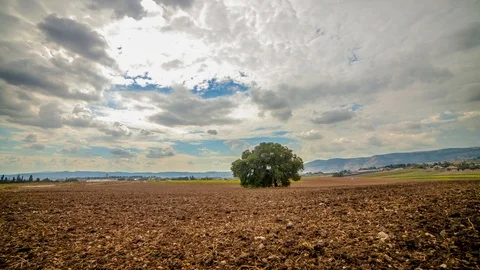 Tree Timelapse Stock Footage 93754141