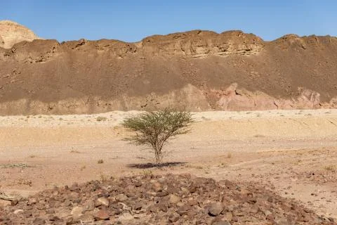 Tree in Timna Park Stock Photos
