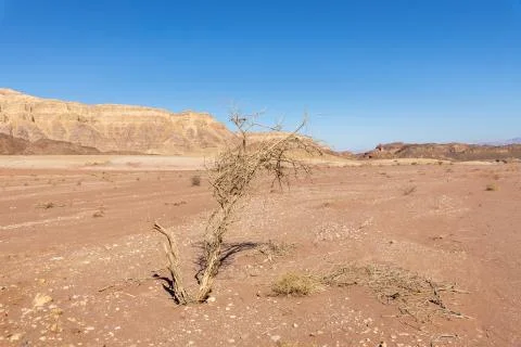 Tree in Timna Park Stock Photos