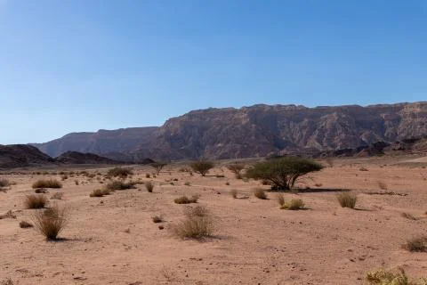 Tree in Timna Park Stock Photos