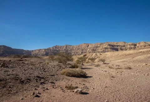 Tree in Timna Park Stock Photos