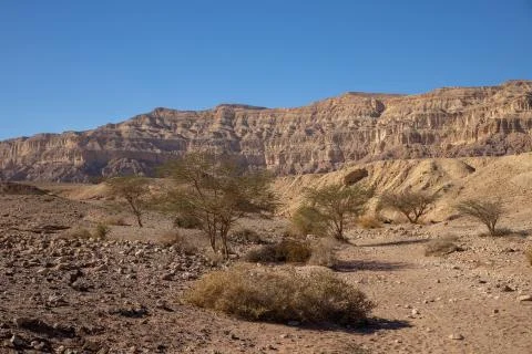Tree in Timna Park Stock Photos