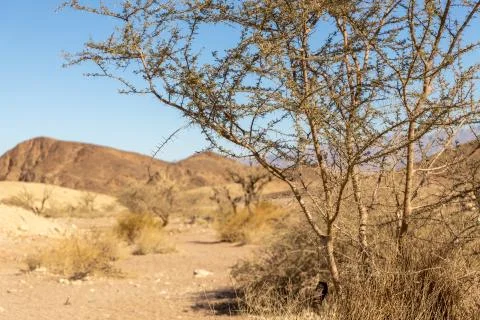 Tree in Timna Park Stock Photos