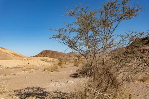 Tree in Timna Park Stock Photos
