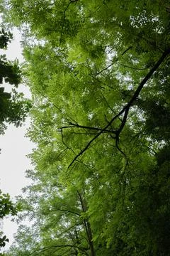 A tree with tiny leaves Stock Photos
