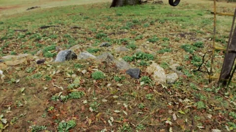 Tree with a tire swing hanging underneath Stock Footage 54798221