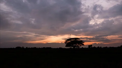 Tree TL 4K 29 02 2020 001 Stock Footage 129584877