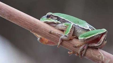 Tree Toad on a cane, Hyla arborea arborea Video stock 42544308