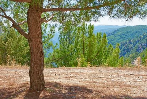 The Tree - token of a type. Tree - universal plant in all types and forms. Stock Photos