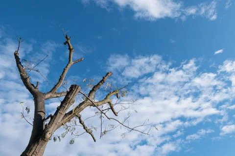 Tree top after pruning Pruned tree on a winter sunny day against blue sky ... Stock Photos
