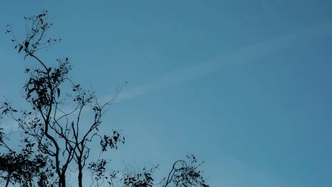 Tree top against blue sky Vídeos de archivo 94884465