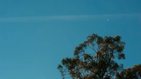 Tree top against blue sky Video stock 94884478