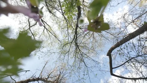 Tree top against blue sky view from the ground slow motion Stock Footage 335538471