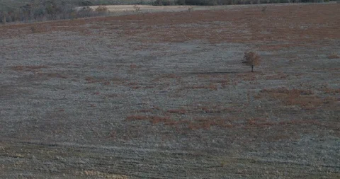 Tree top among the plain in summer. Hiking trail 動画素材 122383033