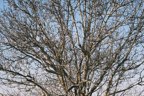 Tree top and branches pattern on a sunny winter day outdoors Stock Photos