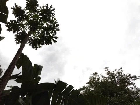 Tree top and sky Stock Photos