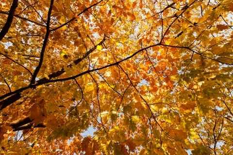 Tree top in autumn Foto stock