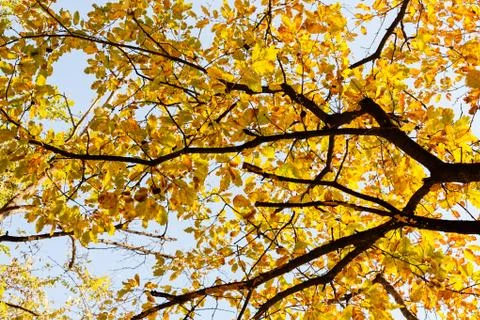 Tree top in autumn Stock Photos