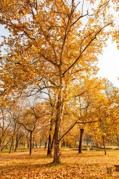 Tree top in autumn Stock Photos