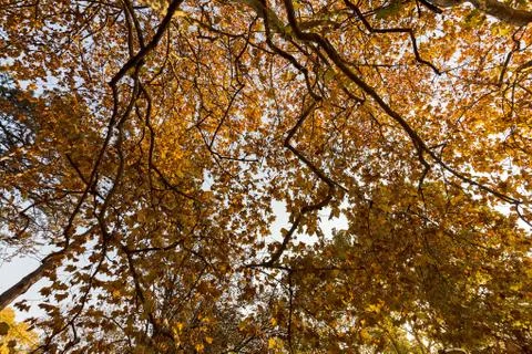 Tree top in autumn Stock Photos