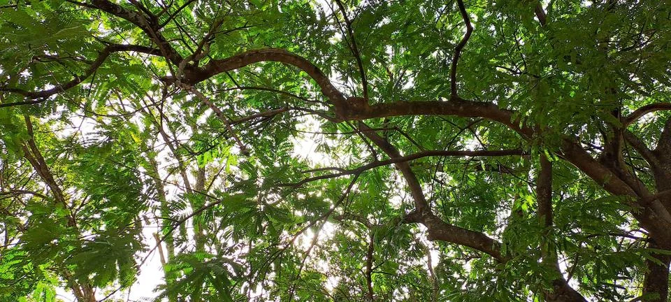 Tree top blocking the sun Stock Photos