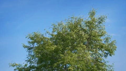 Tree Top Blowing Around On Blue Sky Vídeos de archivo 95491739