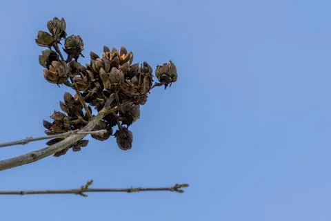 The tree top on the blue sky background. Stock Photos