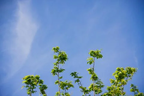 Tree top with blue sky Stock Photos