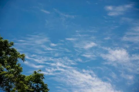 Tree top with blue sky Stock Photos