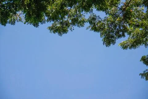 Tree top with blue sky Stock Photos